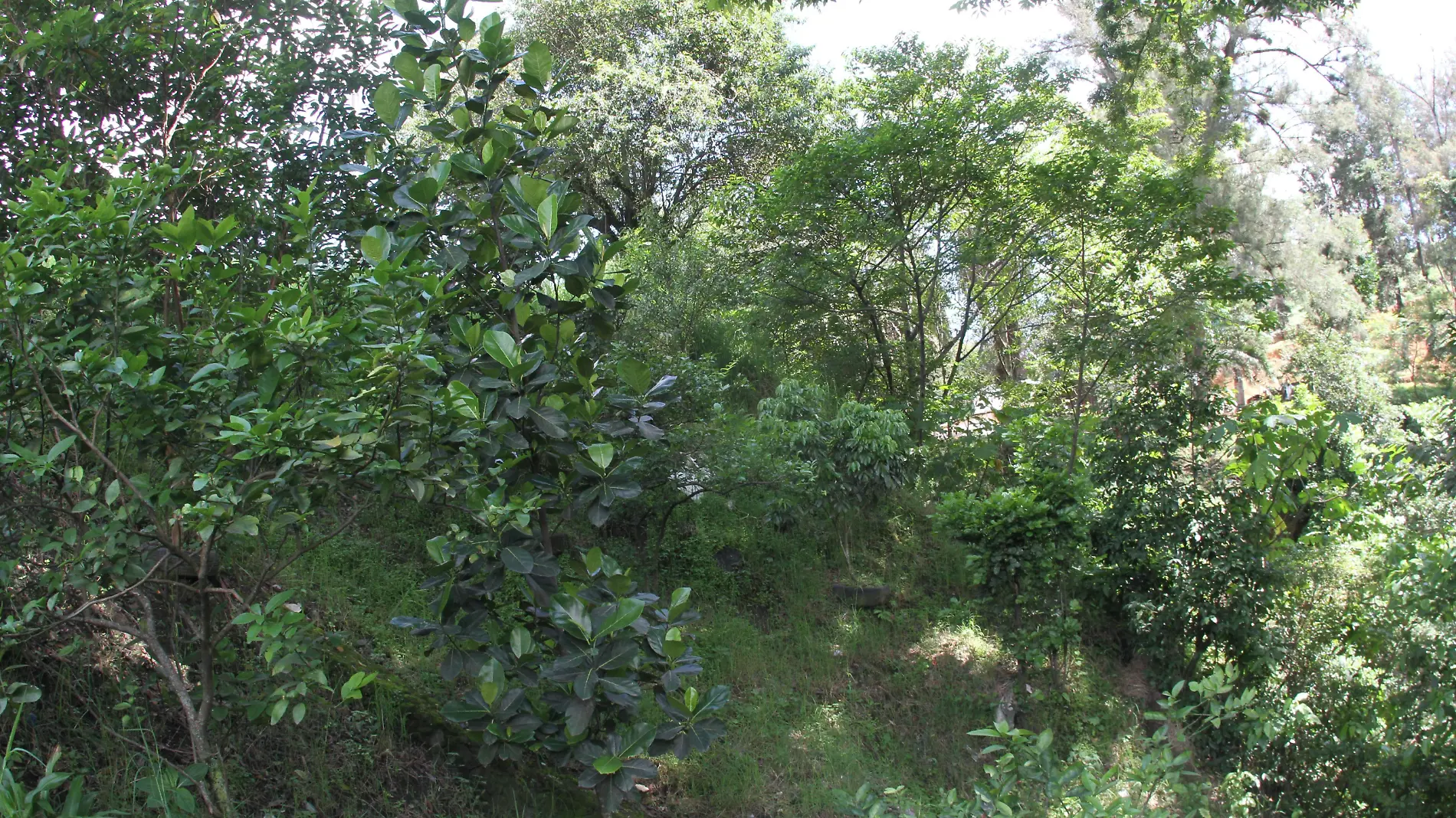 Reforestación en el río Sedeño